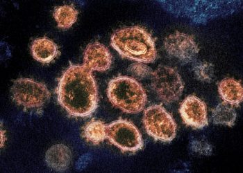 Virus variant from South Africa detected in US for 1st time