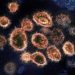 Virus variant from South Africa detected in US for 1st time