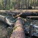 Yosemite National Park to remain closed after wind damage
