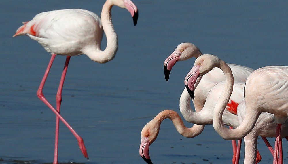Cyprus activists: Hunters’ lead pellets threaten flamingos