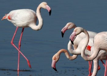 Cyprus activists: Hunters’ lead pellets threaten flamingos