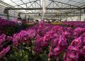 The ubiquitous orchid: A pandemic project with surprises