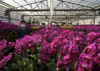 The ubiquitous orchid: A pandemic project with surprises