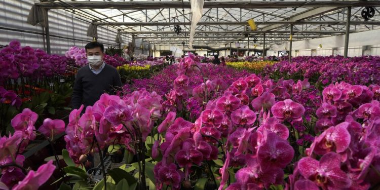 The ubiquitous orchid: A pandemic project with surprises