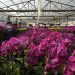 The ubiquitous orchid: A pandemic project with surprises