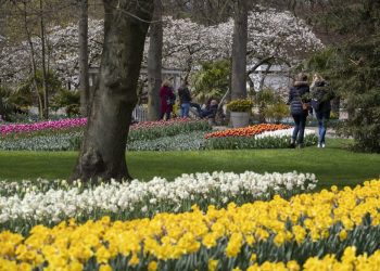 Visitors tiptoe through the tulips in Dutch virus test