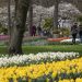Visitors tiptoe through the tulips in Dutch virus test