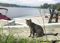 Lawmakers fighting like cats and dogs? Not over this bill