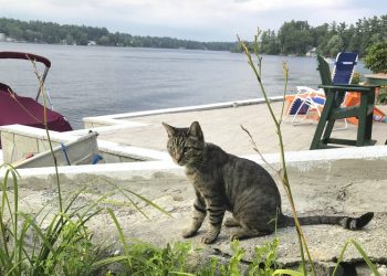 Lawmakers fighting like cats and dogs? Not over this bill