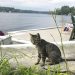 Lawmakers fighting like cats and dogs? Not over this bill