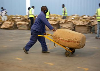 Zimbabwe’s tobacco booms, but Black growers complain of debt