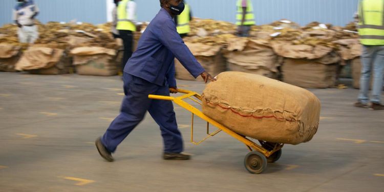 Zimbabwe’s tobacco booms, but Black growers complain of debt