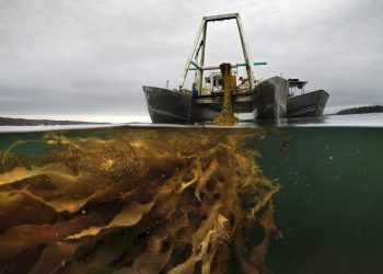 Maine seaweed growers to break state records this spring