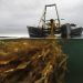 Maine seaweed growers to break state records this spring