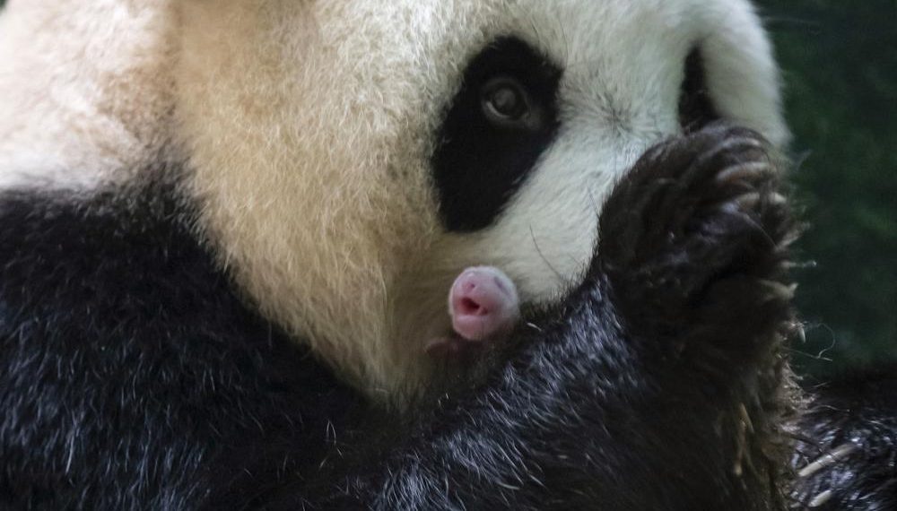 Giant panda in French zoo gives birth to female twins