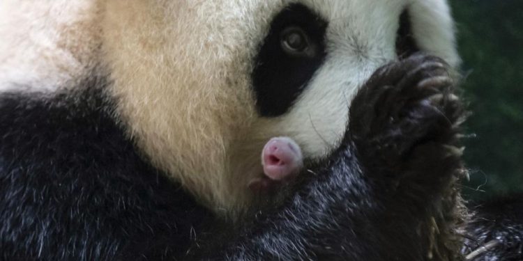 Giant panda in French zoo gives birth to female twins