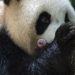 Giant panda in French zoo gives birth to female twins