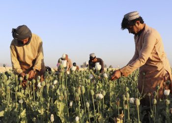 Taliban clamp down on drugs, announce ban on poppy harvest