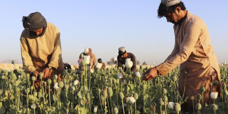 Taliban clamp down on drugs, announce ban on poppy harvest