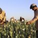 Taliban clamp down on drugs, announce ban on poppy harvest