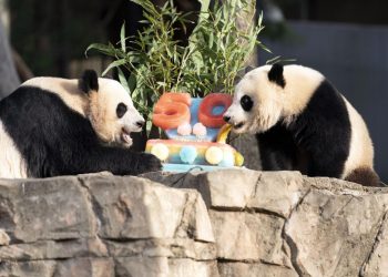 Pandas devour ice cake to celebrate 50 years at National Zoo