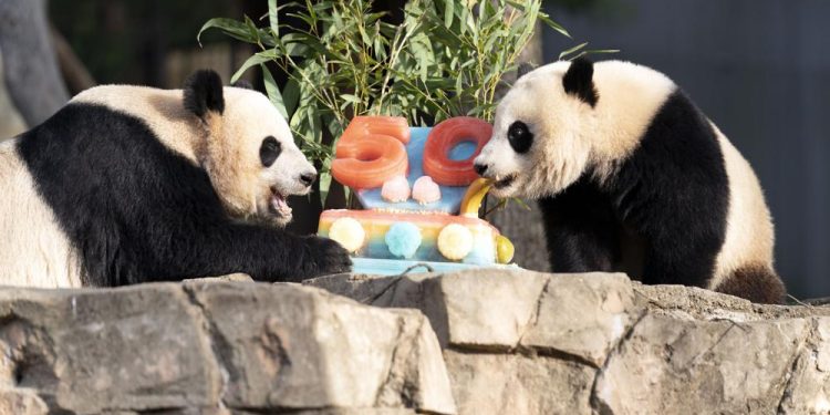 Pandas devour ice cake to celebrate 50 years at National Zoo