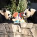 Pandas devour ice cake to celebrate 50 years at National Zoo