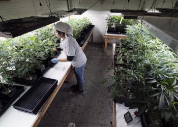 Tax cut for California pot industry: Too little, too late?