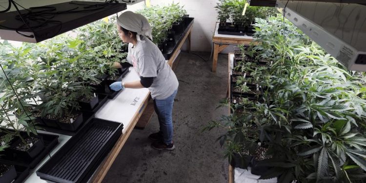 Tax cut for California pot industry: Too little, too late?