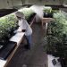 Tax cut for California pot industry: Too little, too late?