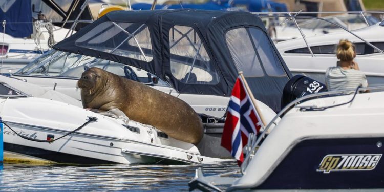 Norway puts down Freya the walrus that drew Oslo crowds