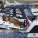 Norway puts down Freya the walrus that drew Oslo crowds