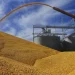 Canada joins US in trade dispute hearings against Mexico’s proposed ban on GM corn